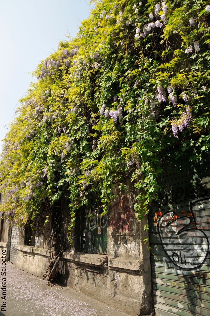 il glicine di via Aporti 81